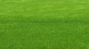 تركيب ثيل طبيعي