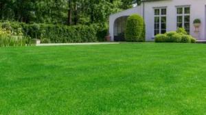 زراعة ثيل طبيعي